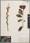 Foto von Salix cinerea L.